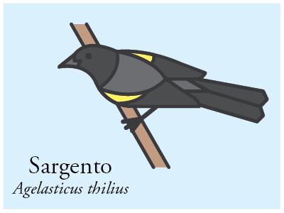 Sargento bird brazil icon illustration vector