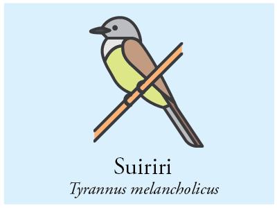 Suiriri bird brazil icon illustration vector