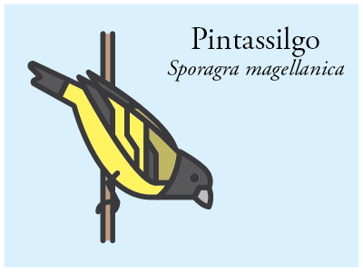 Pintassilgo bird brazil icon illustration vector