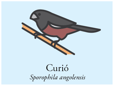 Curió bird brazil icon illustration vector