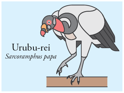 Urubu Rei bird brazil icon illustration vector