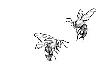 Bees amabled bee draw queen