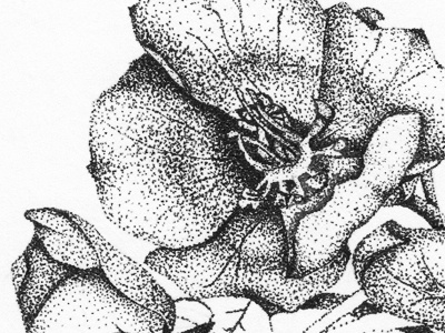 Pen & Ink art black and white botanical illustration pen and ink