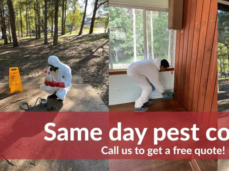 Pest Control Melbourne by Pest Control Services on Dribbble