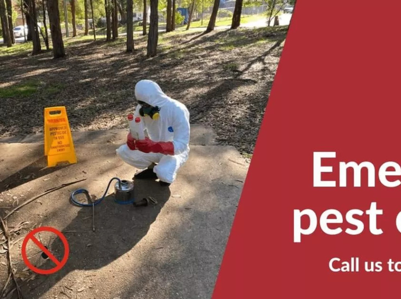 Pest Control Services Dribbble