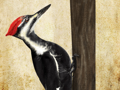 woodpecker