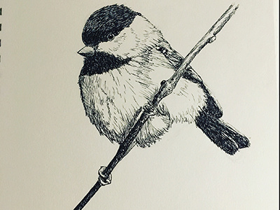 Chickadee illustration pen and ink