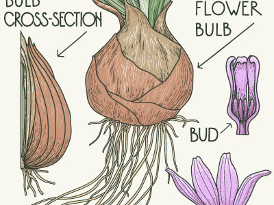 Bulb Anatomy by Anna Aniskina on Dribbble