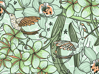 Hummingbirds botany illustration illustration vector vector pattern
