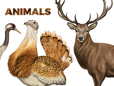 Vector illustration of various animals animals animals logo bird chinchilla crane creative market deer nature partridge wildlife
