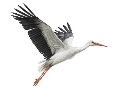 White stork. peace ukraine white stork zelensky
