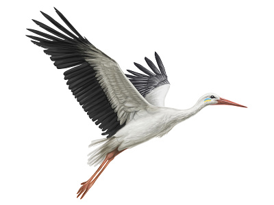 White stork.