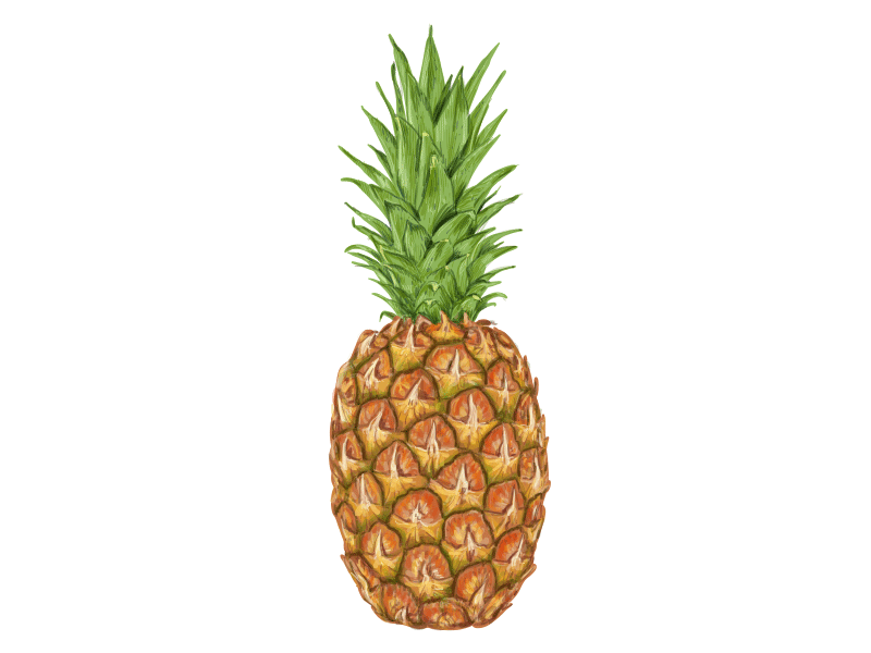 Gif of drawing a pineapple. Work in progress. animation apple beach cocktail colada exotic flat fruit icon juice pina pineapple