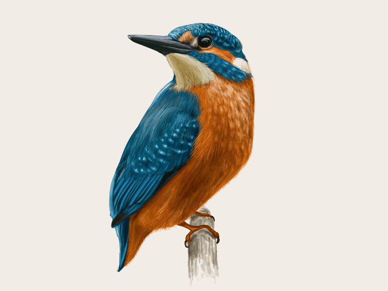 Kingfisher. Making of. angry animals asia bird exotic forest illustration jungle nature ornithology parrot