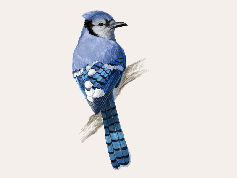 Blue Jay. Making of. animals asia bird exotic forest illustration jungle nature ornithology parrot