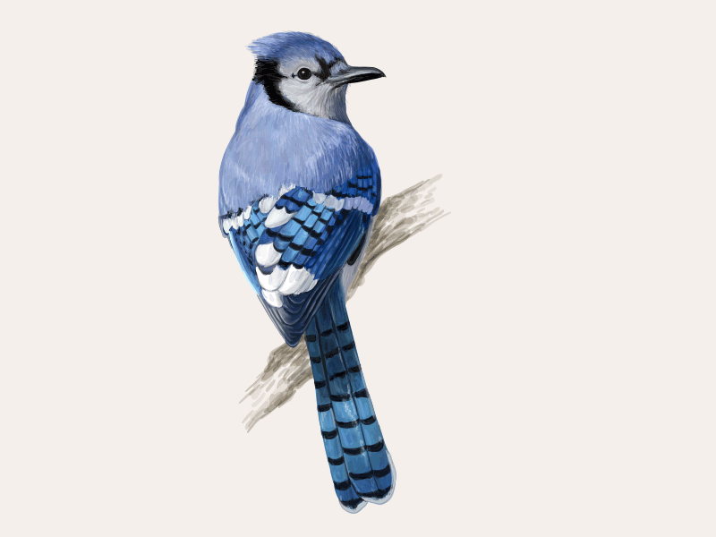 Blue Jay. Making of.