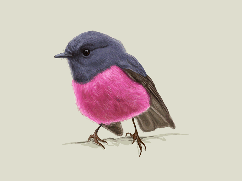 Pink Robin Bird. Work in progress. angry animals asia bird exotic forest illustration jungle nature ornithology parrot