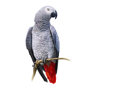 watchulookinat. African Grey Parrot.
