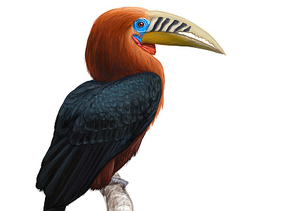 Rufous-necked Hornbill animals asia bird crow exotic forest jungle nature ornithology parrot raven