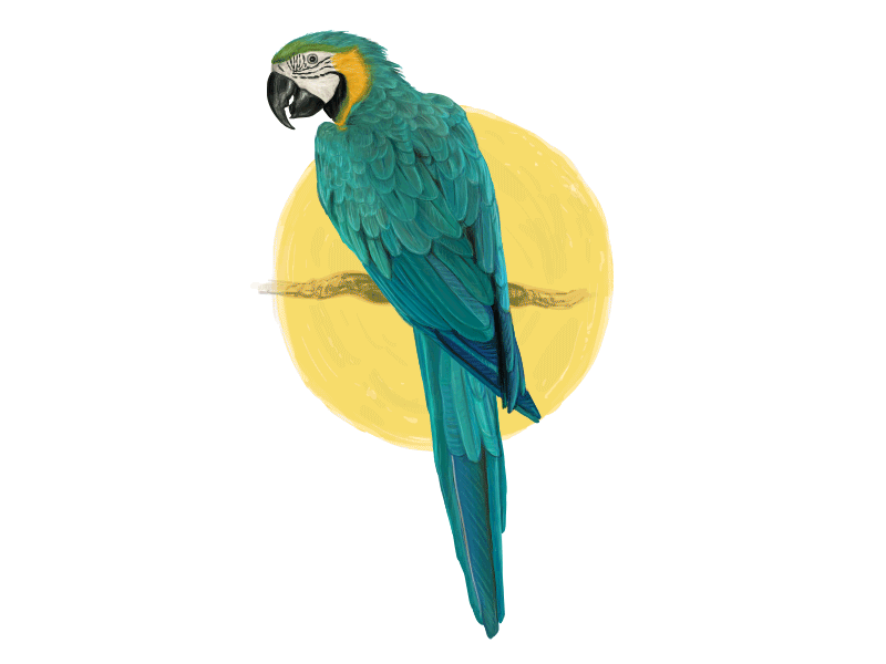 Siesta time! Making of. GIF. animals asia bird crow exotic forest jungle macaw nature ornithology poster summer