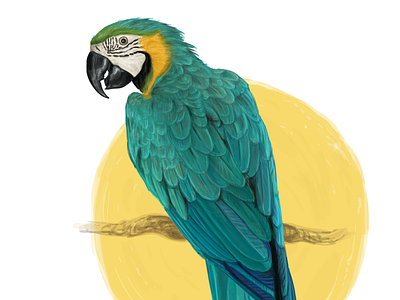 Macaw. Details animals asia bird crow exotic forest jungle macaw nature ornithology poster summer