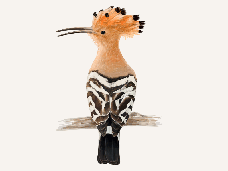 I'm a zebra. Making of. GIF animals asia bird crow exotic forest hoopoe jungle nature ornithology poster summer