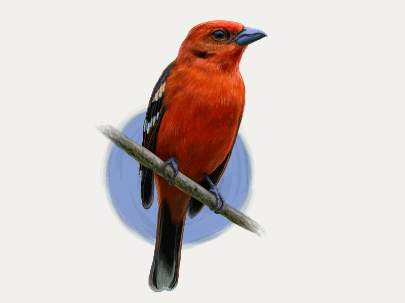 Flame Colored Tanager. Making of.