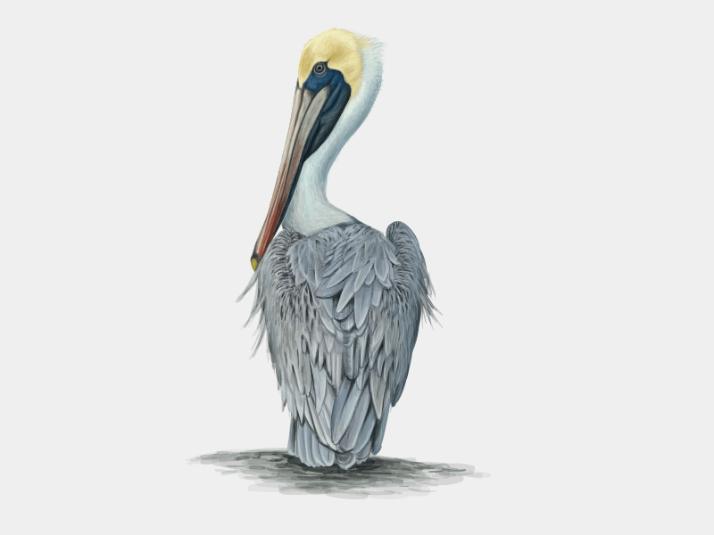 Pelican vector illustration animals book editorial hand drawn illustration macaw magazine ornithology parrot pelican