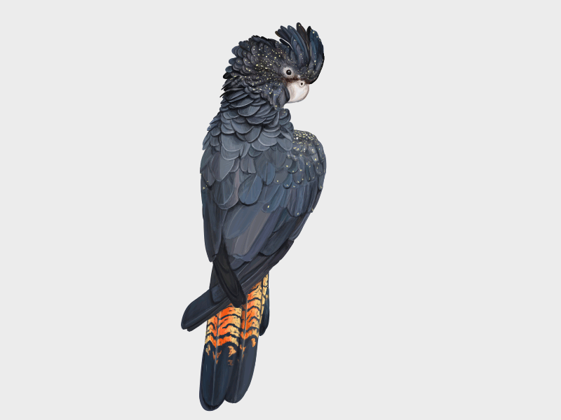 Banks' black cockatoo. GIF animals cockatoo editorial gif hand drawn illustration macaw magazine ornithology parrot