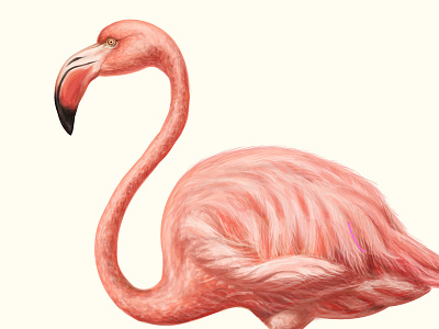Pink beast animals asia bird exotic hand drawn jungle macaw nature ornithology parrot summer vector