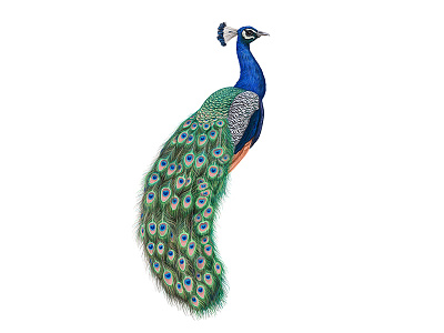 Peacock. Vector illustration animals bird crow exotic jungle nature ocean ornithology poster sea seagull