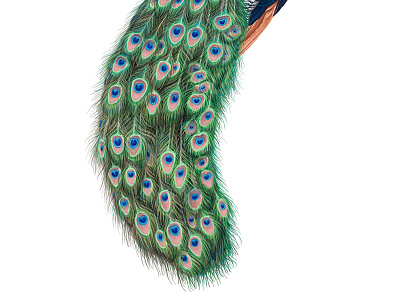 "A peacock that rests on his feathers is just another turkey." animals asia bird exotic hand drawn jungle macaw nature ornithology parrot summer vector