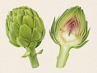 Hello, vegans! artichoke cabbage drawing food healthy nature vector vegetable vegetarian veggies