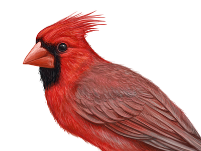 Cardinal illustration for Alcohol brand alcohol animal beer beverage bird bottle brew cardinal exotic jameson logo packaging parrot red rum whiskey