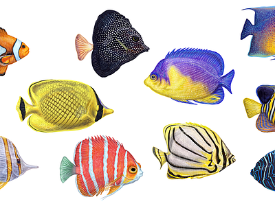 Exotic fishes asia bright colorful fish island nemo ocean rainbow scientific illustration sea sea creature swim thailand travelling tropical undersea