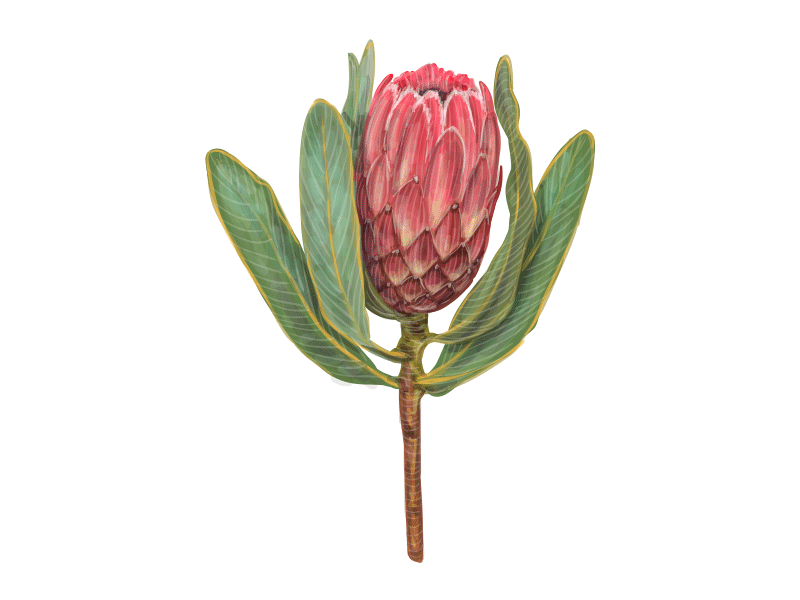 Protea flower drawing blooming blossom botanical illustration botany branding exotic flower greeting card peony plant protea romantic roses summer tropical vector watercolor