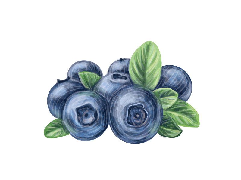 Blueberry. Work in progress