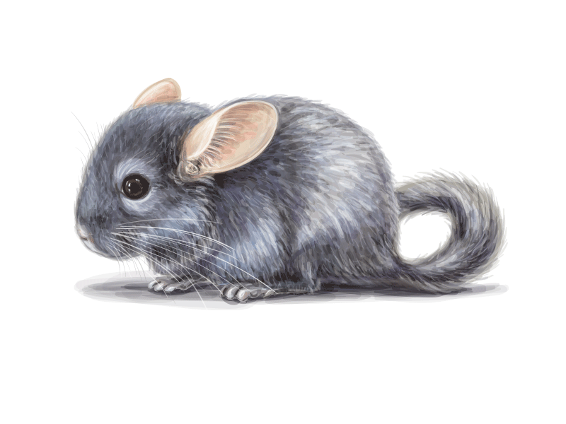 chinchilla. Making of. animal rights animals animation chinchilla fluffy fur grey mouse rat vector illustration vectorart vegan