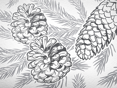 Pine Cones Vector Illustration cone detail gray illustration pine silver vector