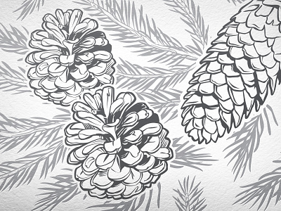 Pine Cones Vector Illustration cone detail gray illustration pine silver vector