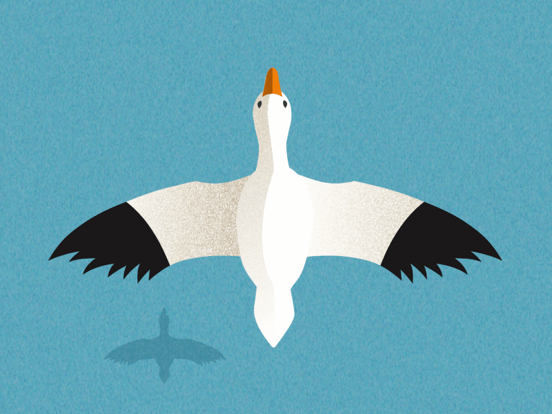 Bird Overhead bird goose overhead wings