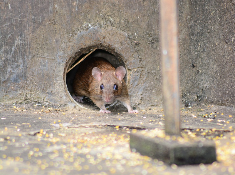 Can Mice Chew Through Duct Tape What Is The Best Solution? by List