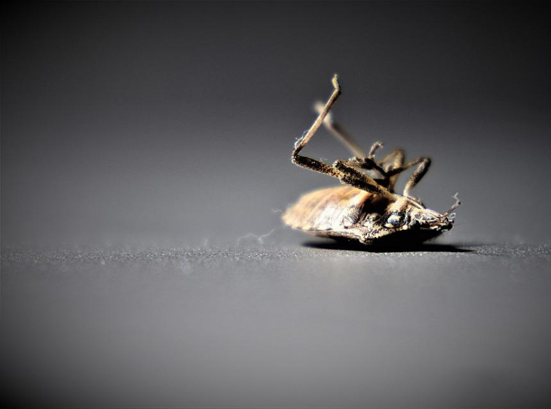 Can Bed Bugs Survive In Water Expert Guide To Control Your Stru by