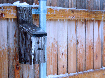 Texas freeze birdhouse icicle nature photography