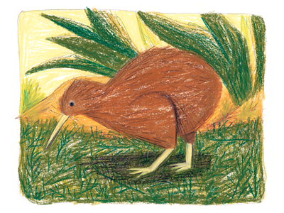 Kiwi Bird animal animals art bird character crayon drawing editorial hand drawn handmade illustration kiwi texture