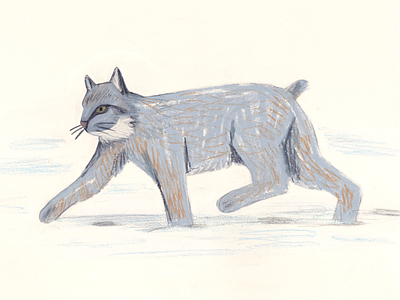 Canada Lynx animal art cat drawing endangered species illustration lynx wildlife
