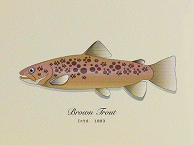 Brown Trout illustration