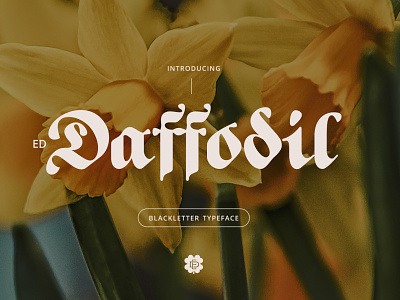 ED Daffodil font branding elegant font lettering logo minimalist typography