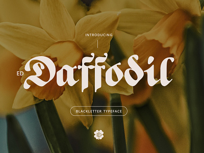 ED Daffodil font branding elegant font lettering logo minimalist typography