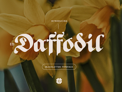 ED Daffodil font